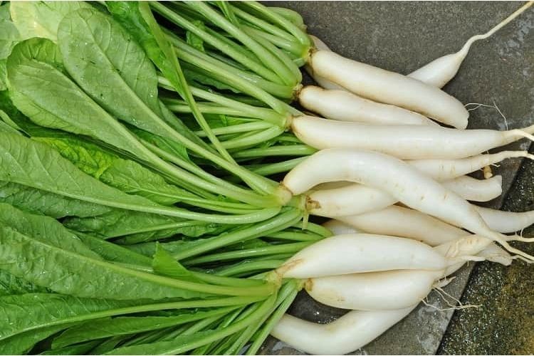मूली - Radish in Hindi